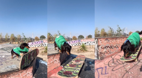 출처 : Reddit / 스케이트보드 파크에서 보드를 타는 닥스훈트