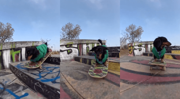 출처 : Reddit / 스케이트보드를 타고 계단을 내려오는 닥스훈트