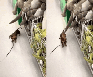 나 크리스마스 선물로 공룡 인형 사줘! 닥스훈트의 소원