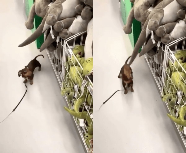 출처 : Reddit / 공룡 인형이 마음에 들어 사달라고 조르는 듯한 닥스훈트