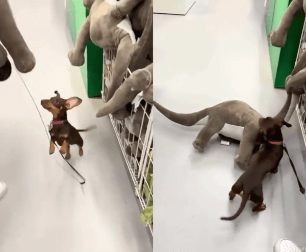 출처 : Reddit / 주인이 공룡 인형을 들자 물고 노는 닥스훈트