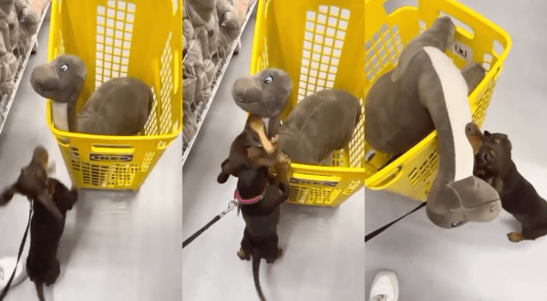 출처 : Reddit / 장바구니에 담긴 공룡 인형과 놀고 싶은 닥스훈트