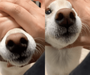 코를 몇번 하는 건지 모르겠지만 계속 해보자! 강아지의 끝없는 애교