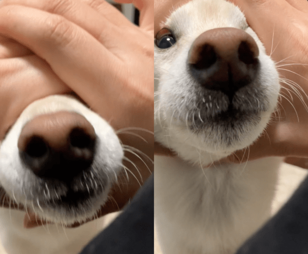 출처 : Reddit / 코!를 하며 원에 얼굴까지 넣어버리는 강아지