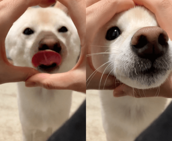 출처 : Reddit / 코!를 하며 원에 얼굴까지 넣어버리는 강아지