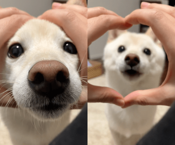 출처 : Reddit / 코!를 하며 원에 얼굴까지 넣어버리는 강아지