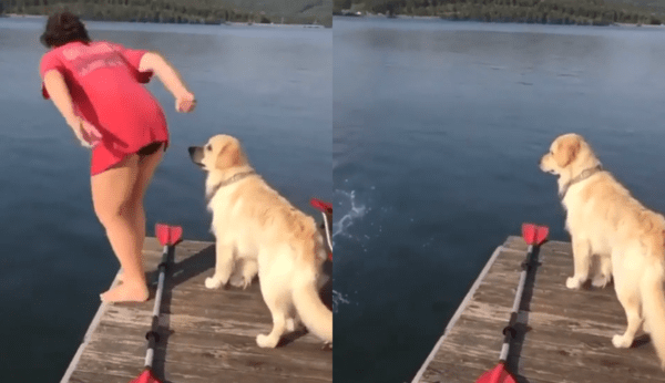 출처 : Reddit / 수영하러 들어가는 엄마를 보고 있는 골든 리트리버