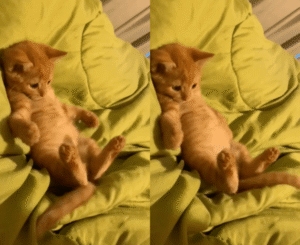 저 털꼬리가 너무 잡고 싶어! 아기 고양이의 날렵한 행동?