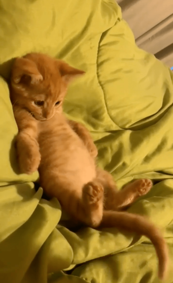 출처 : Reddit / 자기 꼬리에 집중하는 아기 고양이