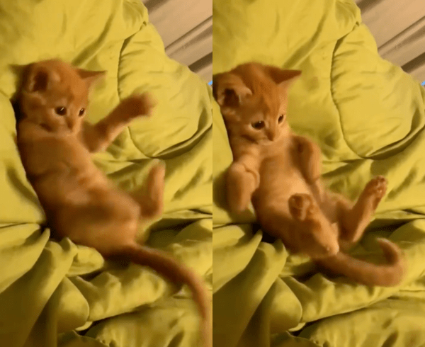 출처 : Reddit / 꼬리를 잡으려 발버둥 치는 아기 고양이