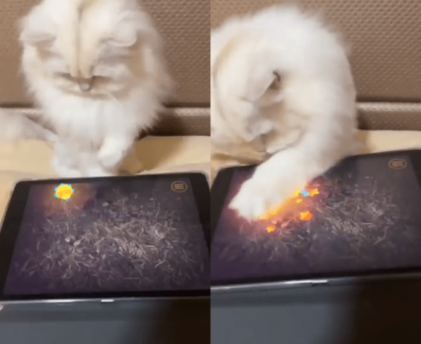 출처 : Reddit / 반딧불이 같이 생긴 벌레가 나오자 바로 잡는 고양이