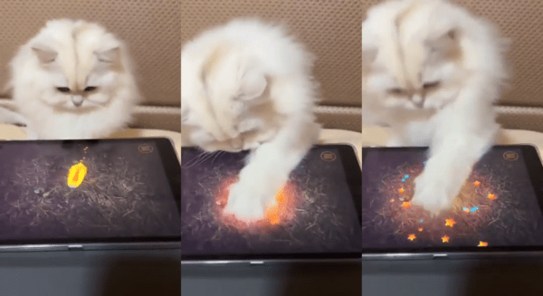 출처 : Reddit / 보자마자 앞발로 캐치! 별빛이 팡팡 터지는 게임