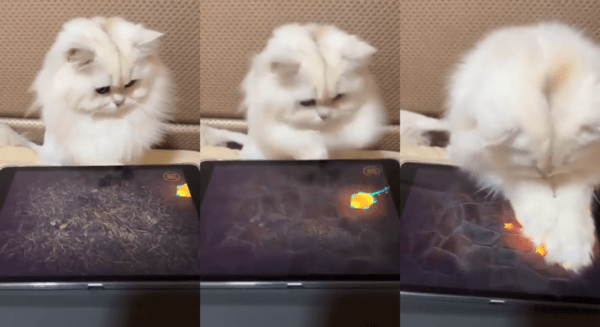 출처 : Reddit / 몸을 날려 벌레를 잡는 고양이