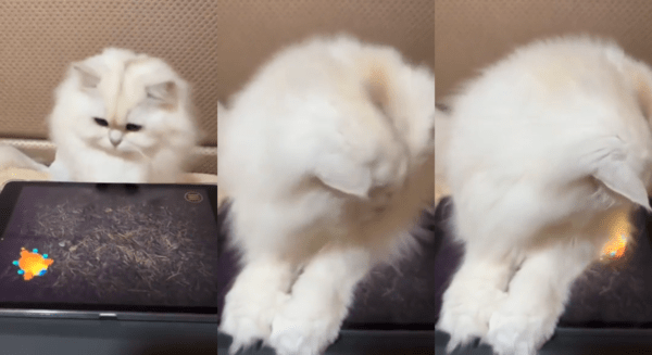 출처 : Reddit / 아쉽게 벌레를 놓치고 만 고양이