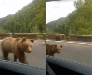 사람들 저 좀 보세요! 저 옆으로 걸어요! 시선을 끌고 싶은 곰의 행동
