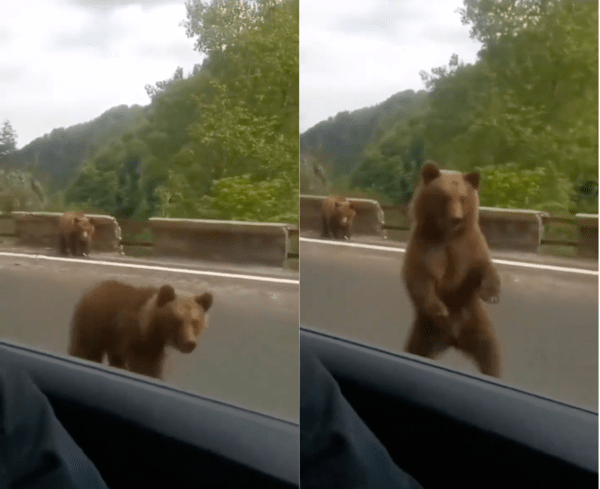 출처 : Reddit / 시선을 받고 싶은 듯, 두 발로 서기 시작한 곰