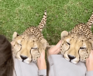 나를 이렇게 매만져주다니! 너무 기분이 좋은 치타