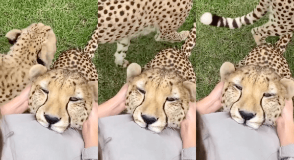 출처 : Reddit / 귀를 매만져주는 사람을 쳐다보는 듯한 치타