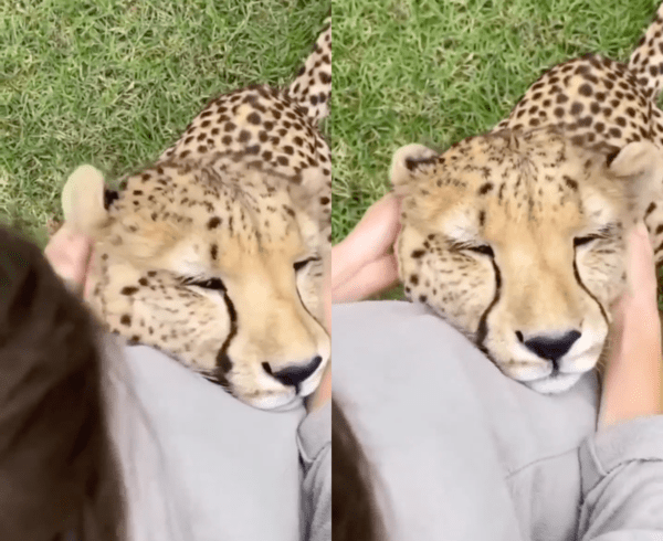 출처 : Reddit / 사람이 귀를 매만져주자 너무 좋은 듯 사람에게 기대는 치타
