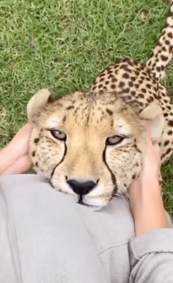 출처 : Reddit / 사랑스럽게 사람을 쳐다보고 있는 치타