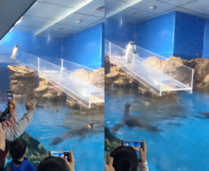 한 발씩 조심, 또 조심…? 물앞에서 조심하던 펭귄은 넘어졌을까?