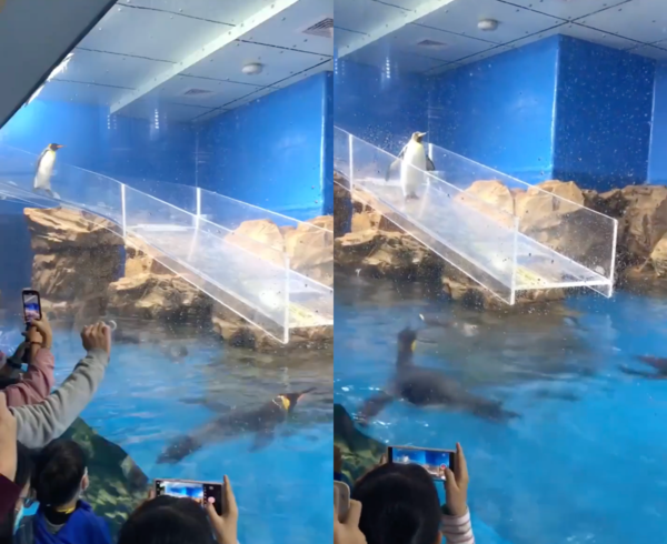 출처 : Reddit / 미끄럼틀을 조심히 내려가는 펭귄