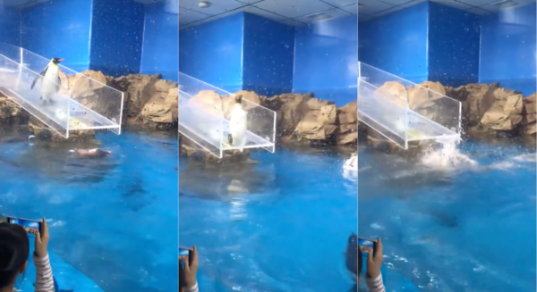 출처 : Reddit / 미끄럼틀 끝에서 그만 미끄러져 버린 펭귄