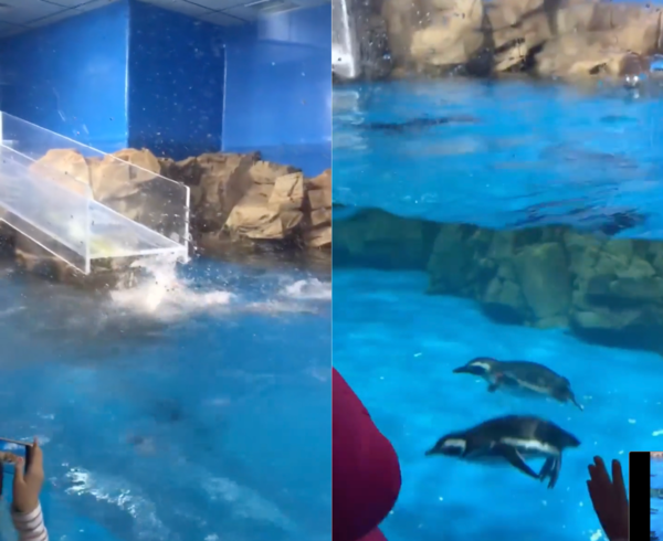 출처 : Reddit / 미끄러진 후 물 속에서 헤엄치고 있는 펭귄