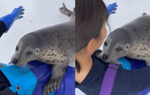 안기는 건 모든 동물이 다 좋아해~ 물개와 사육사의 포옹