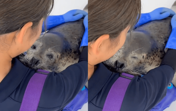 출처 : Reddit / 자신에게 다가온 물개를 꼭 껴안아 주는 사육사