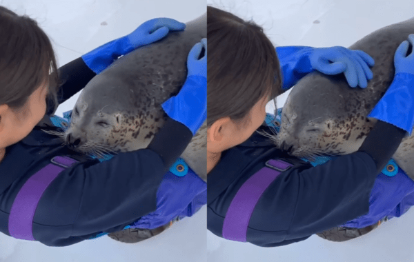 출처 : Reddit / 물개를 쓰다듬어주는 사육사와 너무 좋은 물개