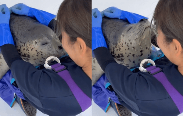 출처 : Reddit / 너무 좋은지 눈을 감고 현재를 즐기는 물개