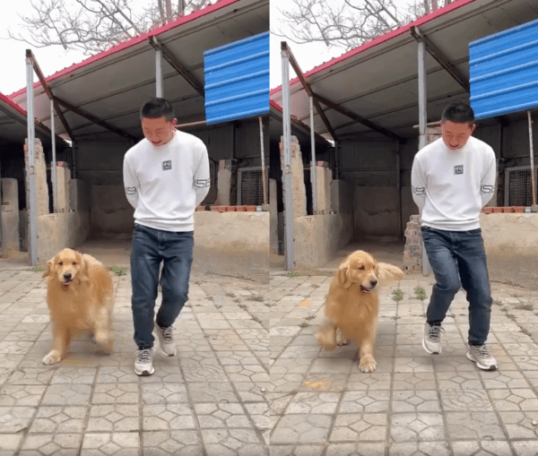 출처 : Reddit / 주인과 함께 춤을 추는 듯 스텝을 밟는 골든 리트리버