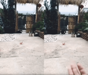 아수라 백작이 이리 귀여운 고양이었나?