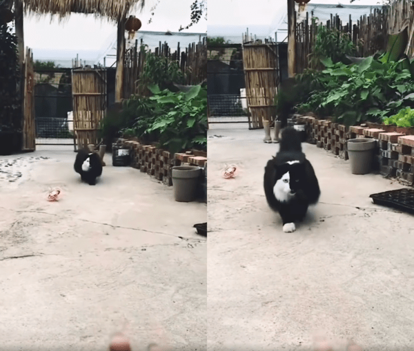 출처 : Reddit / 다가오는 고양이의 얼굴 반쪽은 흰털