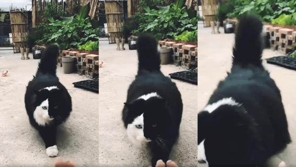 출처 : Reddit / 아수라 백작같이 생겼지만 너무나 친근한 고양이