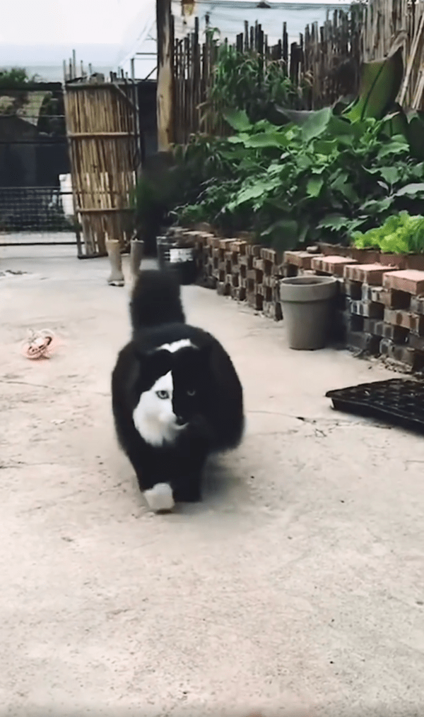 출처 : Reddit / 사랑스럽게 총총총 다가오는 아수라 백작 고양이