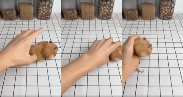 출처 : Reddit / 지나가는 햄스터가 수상한지 잡아보는 주인