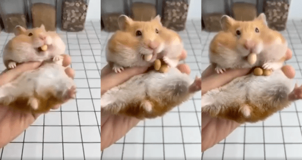 출처 : Reddit / 입안에서 땅콩을 뱉어내는 햄스터