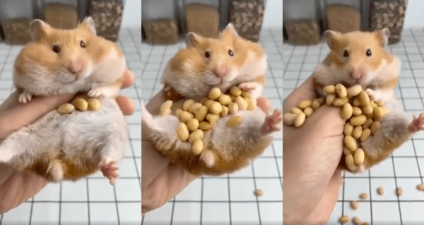 출처 : Reddit / 입이 점점 홀쭉해지는 햄스터