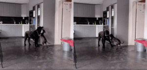 네가 너무 좋아! 이탈리안그레이하운드의 애정이 부담스러운 대형견