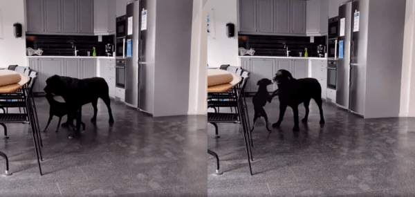 출처 : Reddit / 대형견은 아이쥐를 피해 보지만 계속 따라오는 아이쥐