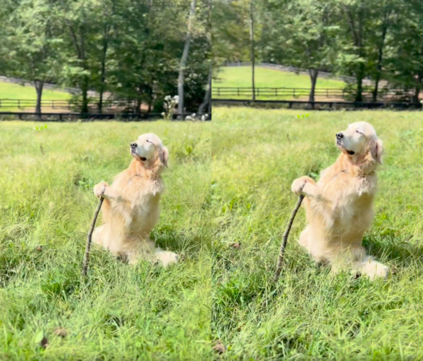 출처 : Reddit / 마치 반지의 제왕의 한 장면인듯한 잔디밭와 간달프 같은 리트리버