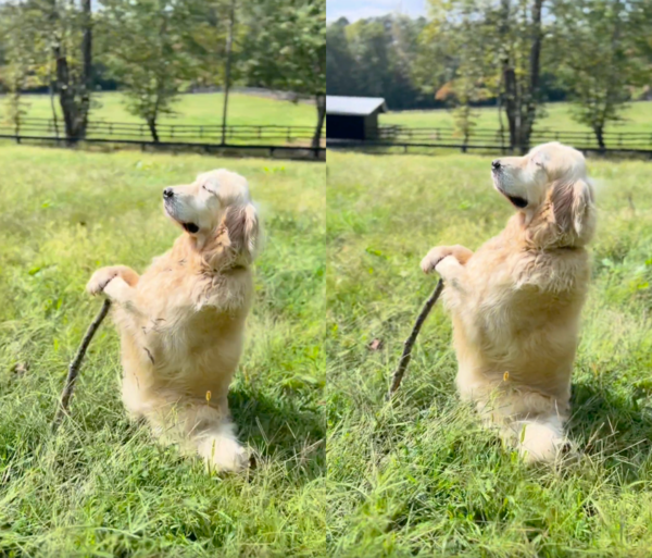 출처 : Reddit / 바람을 느끼고 있는 간달프 골든 리트리버