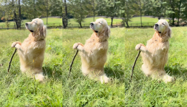 출처 : Reddit / 나무 막대기에 기대서 바람을 즐기는 리트리버