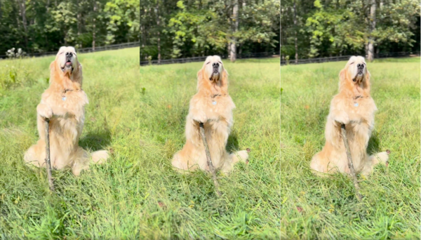 출처 : Reddit / 바람이 너무 좋은지 웃고 있는 듯한 리트리버