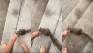 투어리스트 다람쥐가 손을 이끌며 데려간 곳은?