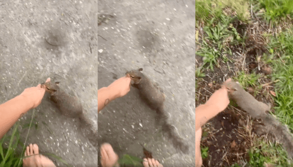 출처 : Reddit / 사람 손을 이끌고 어디론가 가는 다람쥐