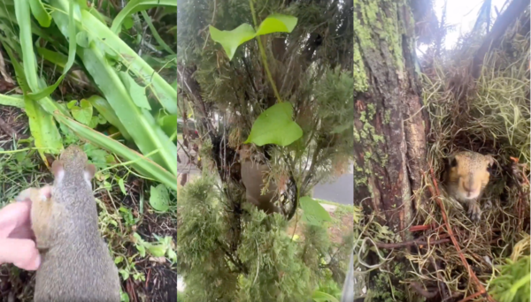 출처 : Reddit / 자기 집으로 올라가 사람을 바라보고 있는 다람쥐