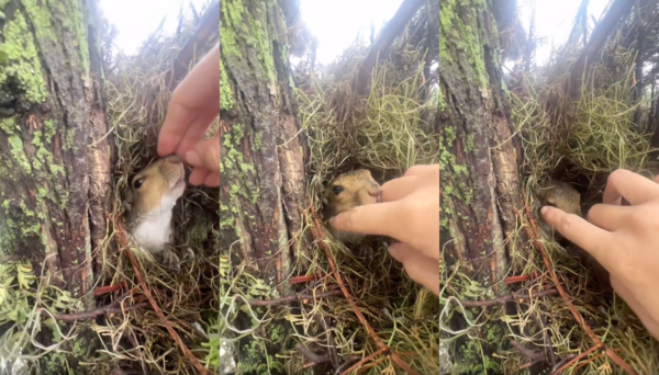 출처 : Reddit / 사람이 매만지자 좋아하는 다람쥐